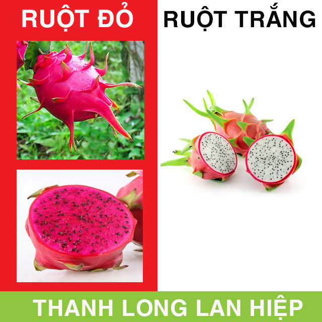 So Sánh Thanh Long Ruột Đỏ & Thanh Long Ruột Trắng